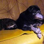 trauriges hund mia verstorben katze