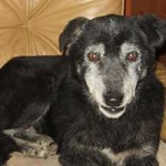 trauriges hund mia verstorben sessel