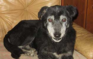 trauriges hund mia verstorben sessel