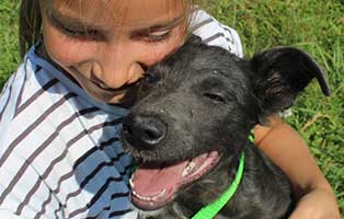 ungarisches tierheim hunde cherry5