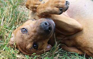 hund hetti ungarn ticket ins glueck