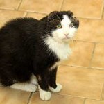 kater hauskatze mau fliesen