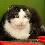 kater hauskatze mau portrait