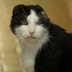 kater hauskatze mau schaut