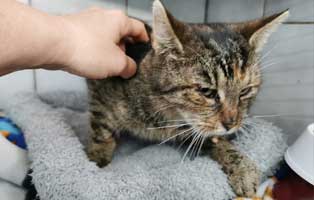 katze shila autounfall