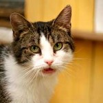 patentier kater haenschen sk082-18