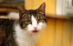 patentier kater haenschen sk082-18