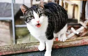 patentier kater haenschen sk082-18 fenster