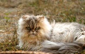 patentier kater paulchen sk023 19