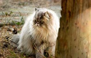 patentier kater paulchen sk023-19 baum