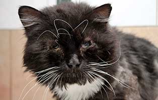 perser mix spencer portrait