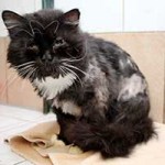 perser mix spencer sitzt