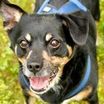pinscher mischlingjaimy portrait