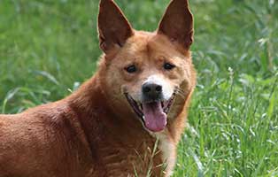 ruede jonas braun polen 8Jahre