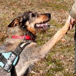 schaeferhund schnauzer mix pepe pfote