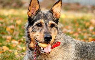 schaeferhund schnauzer mix pepe portrait