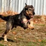 schaeferhund schnauzer mix pepe springt