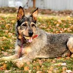 schaeferhund schnauzer mix pepe wiese