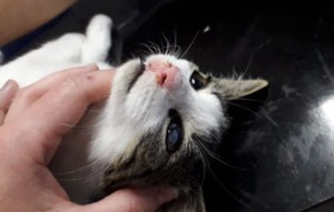 40 katzen fangaktion augen