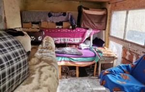 40 katzen fangaktion einrichtung