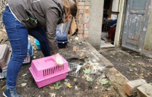 40 katzen fangaktion freilassung