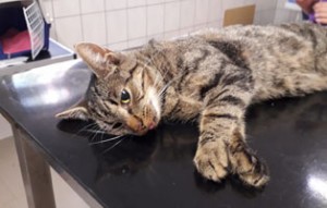 40 katzen fangaktion kastration