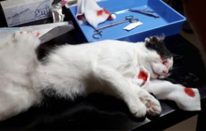 40 katzen fangaktion narkose behandlung