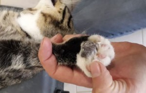 40 katzen fangaktion pfote