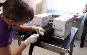 40 katzen fangaktion spritze