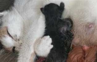 6 kitten katzenstation thueringen