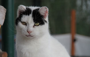 Fauchi patentier bueckeburg