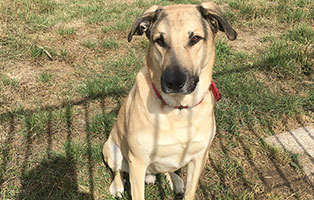 balou patentier bueckeburg