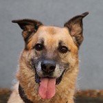 balou01 patentier bueckeburg