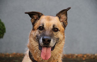 balou01 patentier bueckeburg