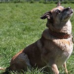 balou02 patentier bueckeburg