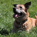 balou03 patentier bueckeburg