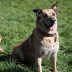 balou04 patentier bueckeburg