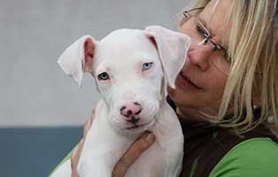 dogo argentino welpe berta orthesen