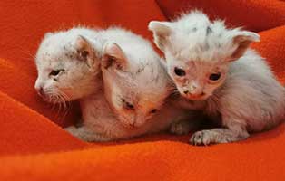 drei schneeweisschen in thueringen-kittenfutter