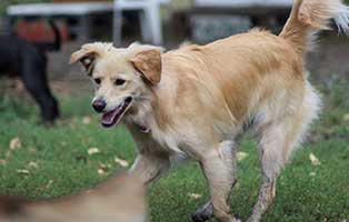 hund buddy gluecklich vermittelt