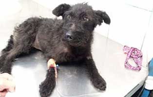 hund gomboc leistenbruch abgegeben op