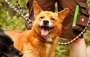 hund jonas blasensteine gassi