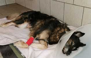 hund kruba magendrehung nach op
