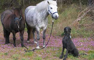 hund max gluecklich vermittelt