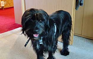 hund olli gluecklich vermittelt