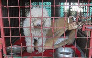 kaefige bekescsaba alle gefüllt Susi