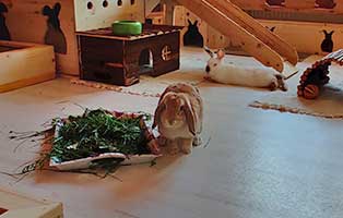 kaninchen bobo gluecklich vermittelt bobo