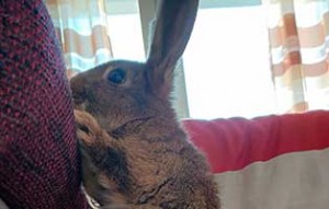 kaninchen bobo gluecklich vermittelt couch