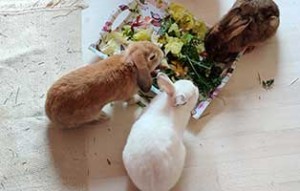 kaninchen bobo gluecklich vermittelt futter