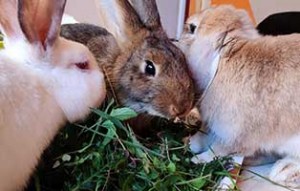 kaninchen bobo gluecklich vermittelt gruppe